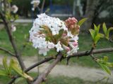 Viburnum × bodnantense. Соцветие. Крым, г. Ялта, в культуре. 24 марта 2012 г.