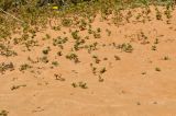 Plantago sarcophylla