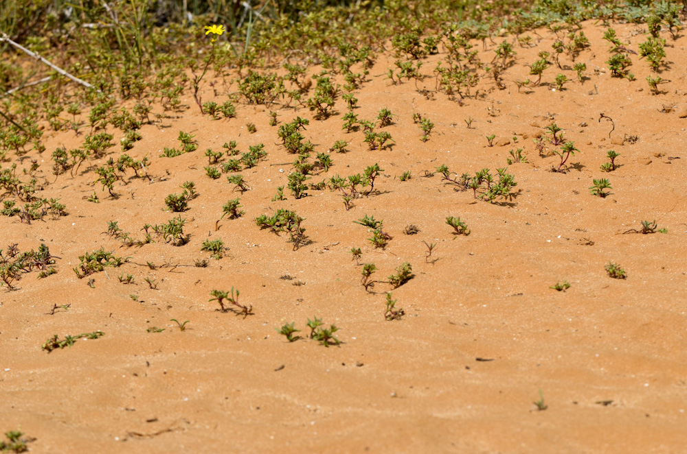 Image of Plantago sarcophylla specimen.
