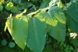 Reynoutria sachalinensis. Побег с листьями в утренней росе. Московская обл., Раменский р-н, окр. дер. Хрипань, дачный участок. 19.09.2006.