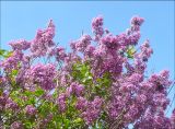 Syringa persica