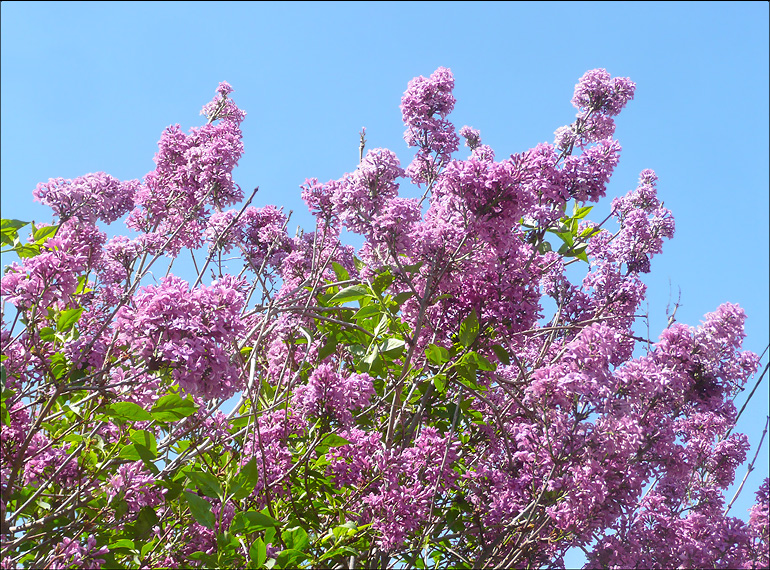 Image of Syringa persica specimen.