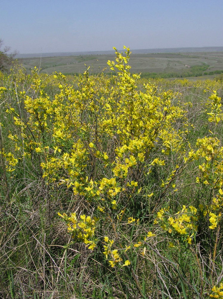 Изображение особи Chamaecytisus ruthenicus.