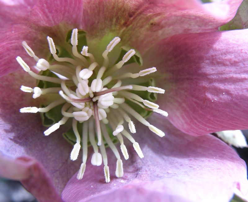 Image of Helleborus orientalis specimen.