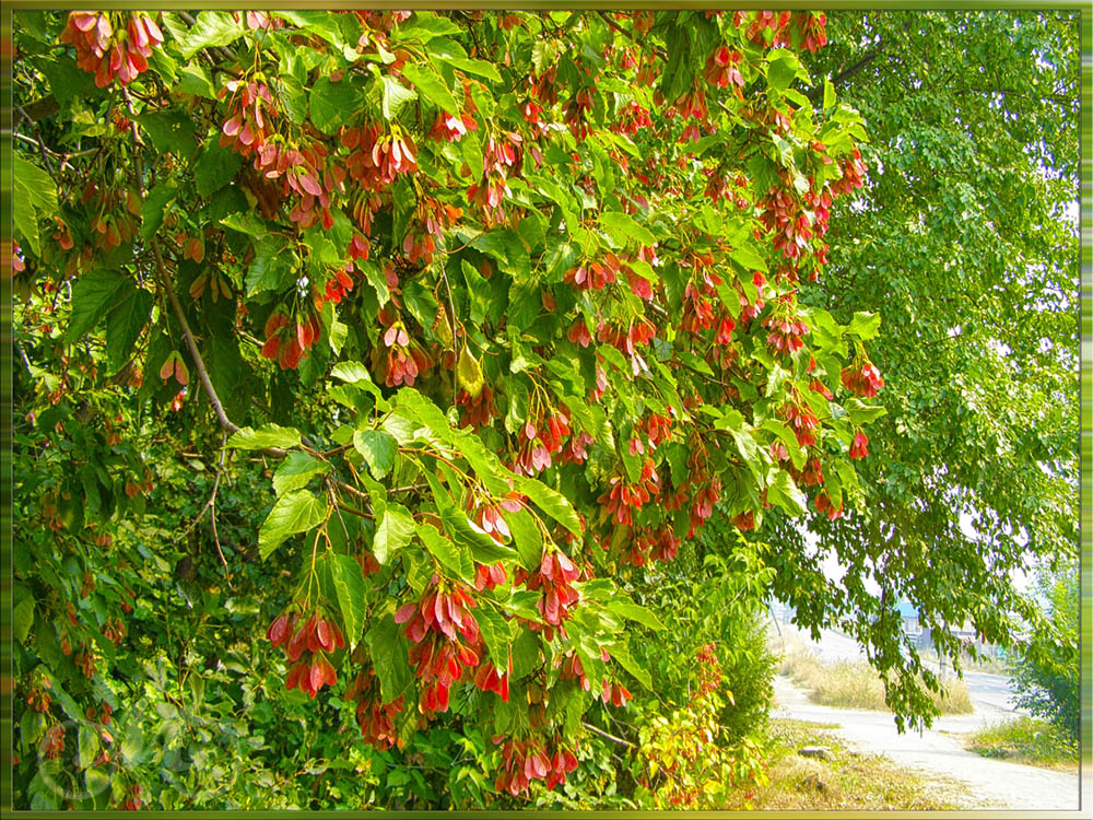 Image of Acer tataricum specimen.