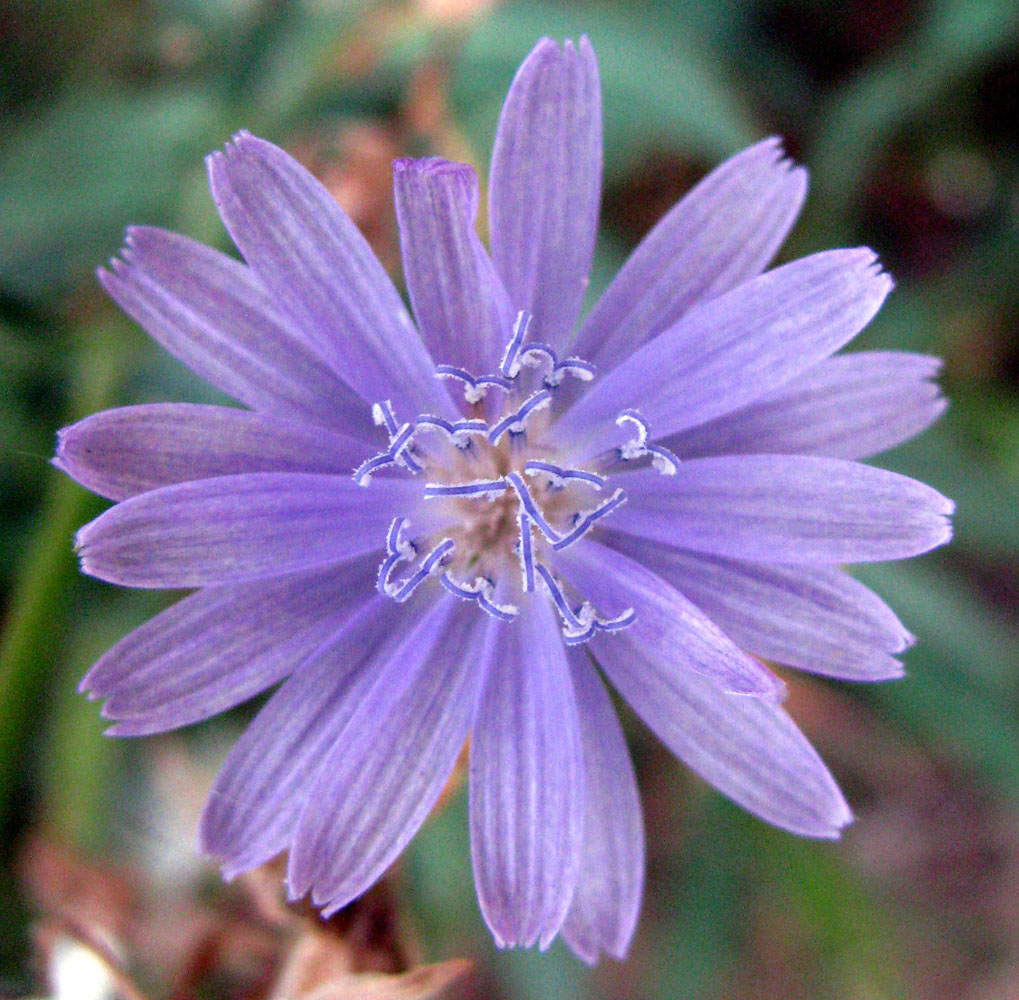 Изображение особи Lactuca tatarica.