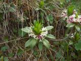 Daphne glomerata