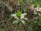 Daphne glomerata