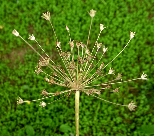 Image of Allium protensum specimen.