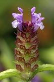 Prunella vulgaris