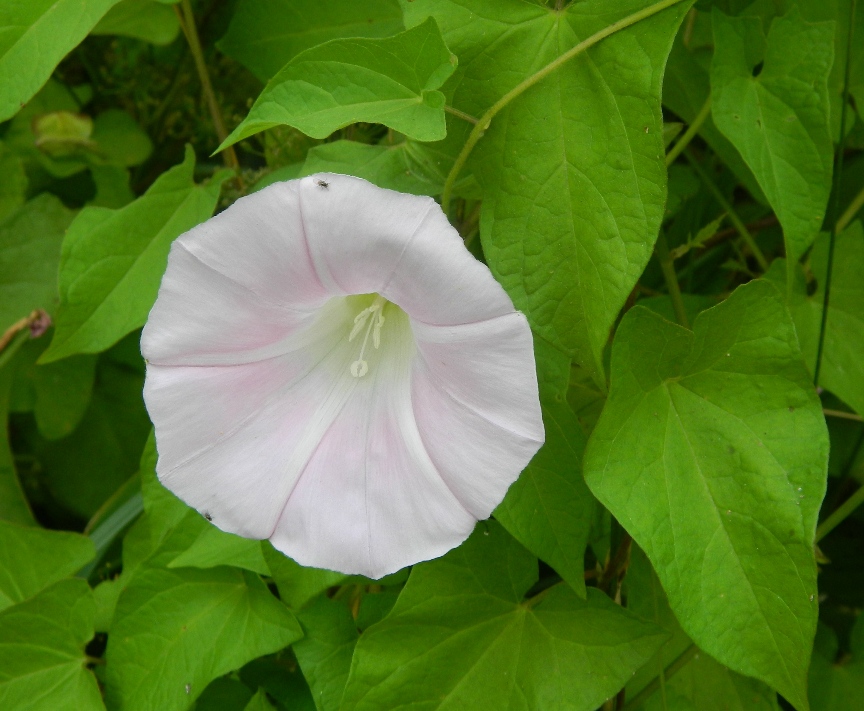 Изображение особи Calystegia inflata.