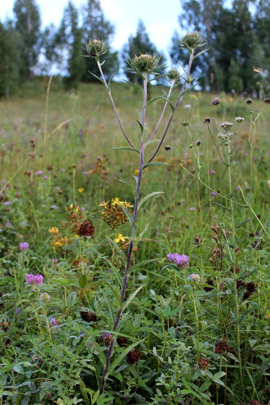 Image of Carlina biebersteinii specimen.