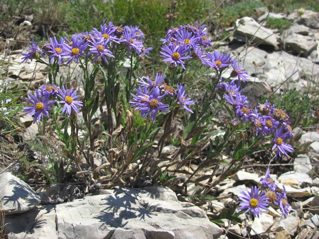 Image of Aster ibericus specimen.