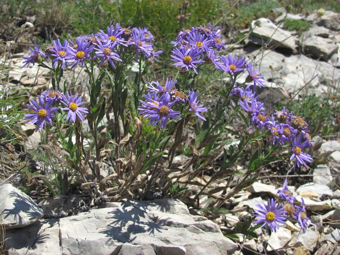 Изображение особи Aster ibericus.