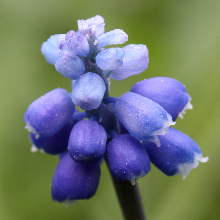 Изображение особи Muscari botryoides.