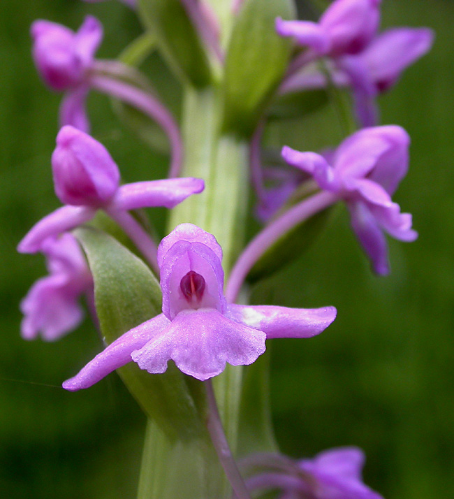 Image of Gymnadenia conopsea specimen.