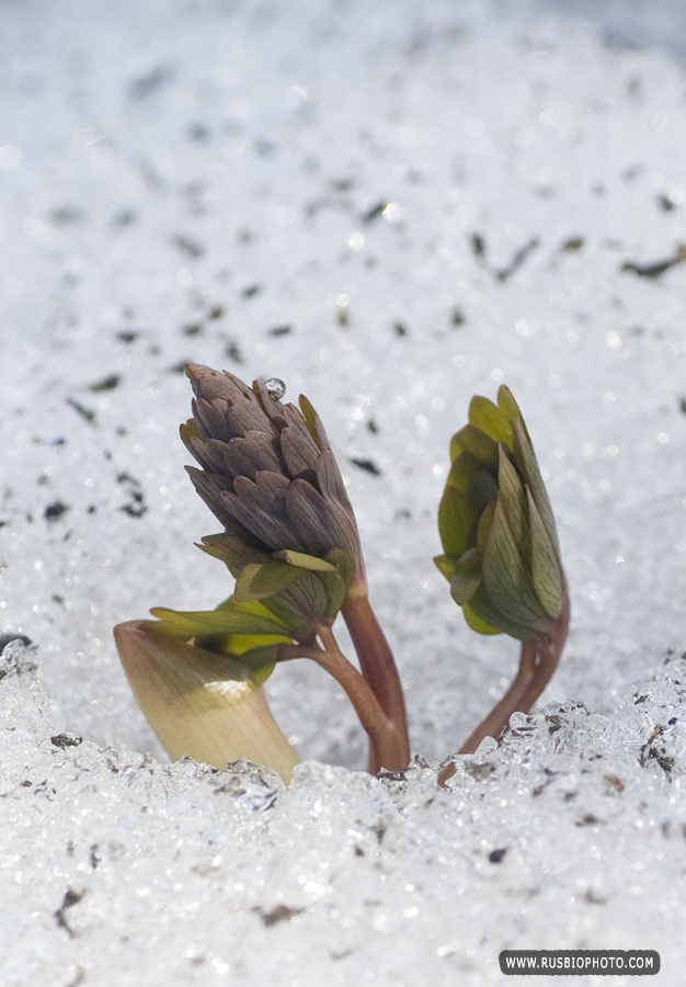 Изображение особи Corydalis solida.