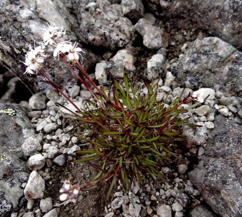 Image of Gypsophila fastigiata specimen.