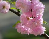 Image of taxon representative. Author is Юлия Бабушкина