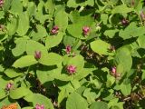 Lonicera chamissoi. Побеги с цветками. Хабаровский край, Ванинский р-н, верховье р. Агандяк. 07.06.2012.