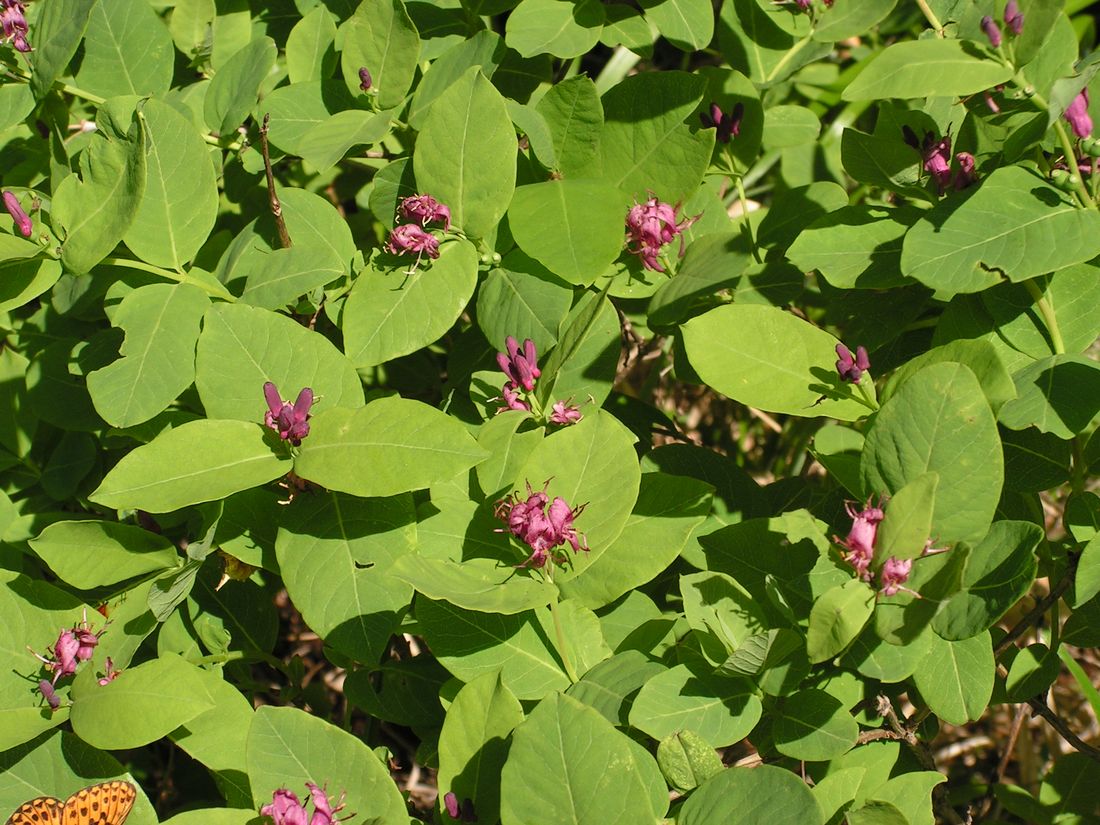 Image of Lonicera chamissoi specimen.