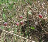 Fritillaria meleagris. Цветущие растения. Курская обл., ЦЧЗ участок \"Стрелецкая степь\". 03.05.2010.