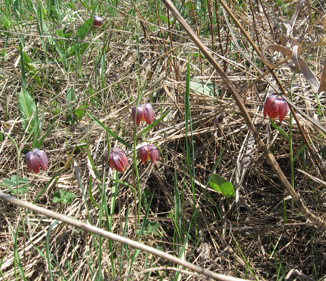 Изображение особи Fritillaria meleagris.