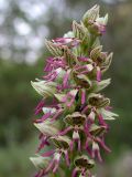 Orchis galilaea. Соцветие. Israel, Mount Carmel. 19.03.2006.