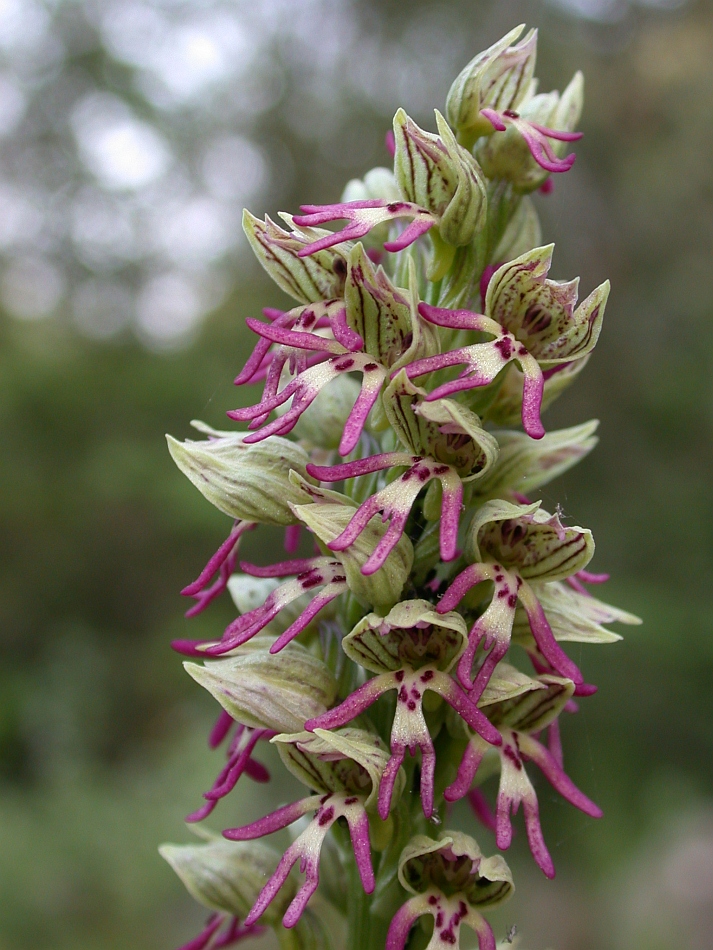 Изображение особи Orchis galilaea.