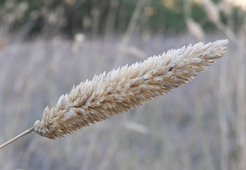 Изображение особи Phalaris aquatica.