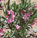 Nerium oleander