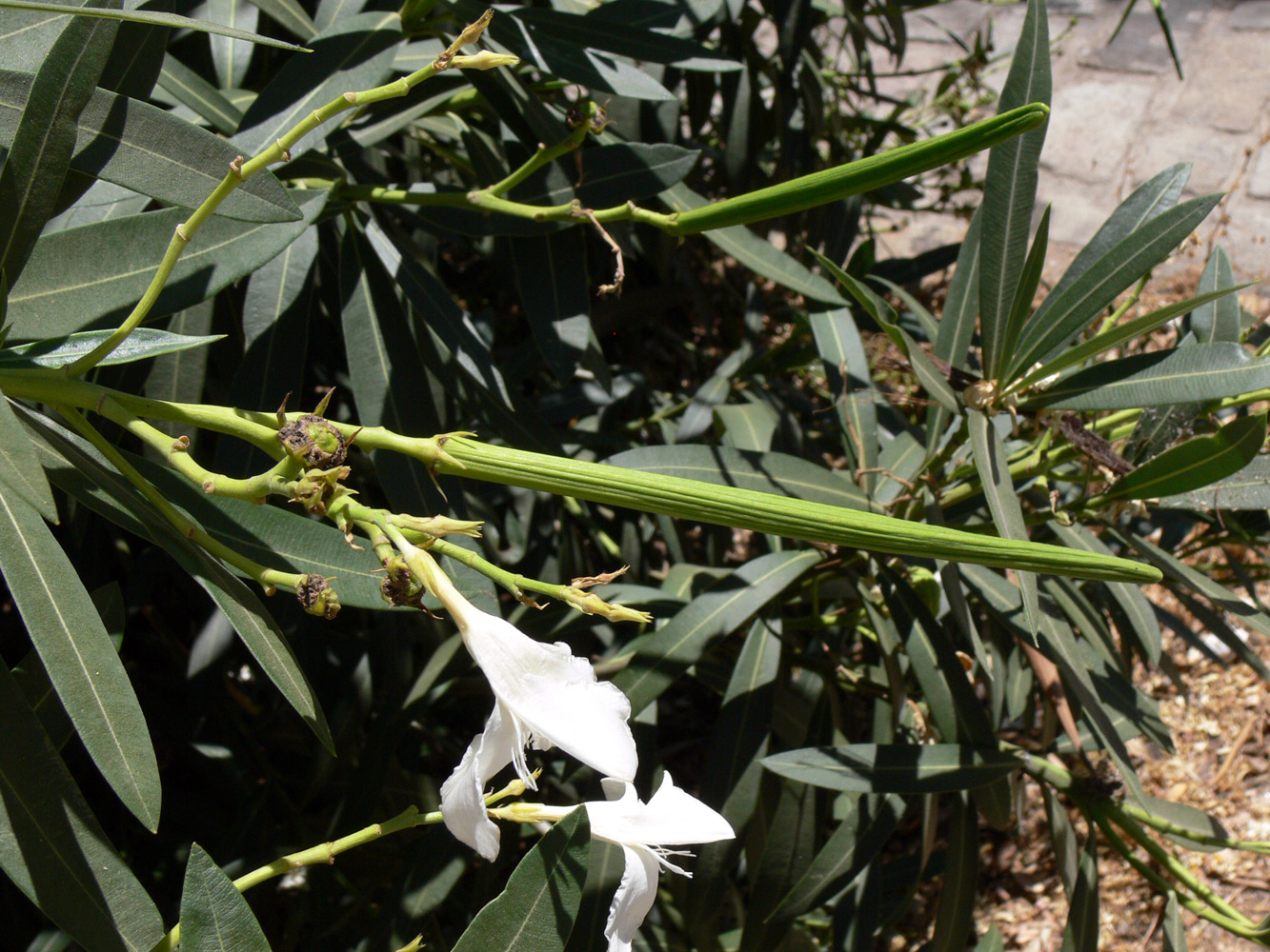 Image of Nerium oleander specimen.