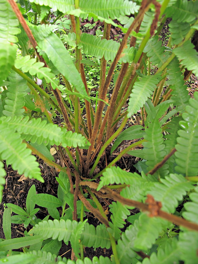 Image of Osmundastrum asiaticum specimen.