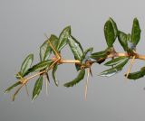 Image of taxon representative. Author is Валерий Куделя