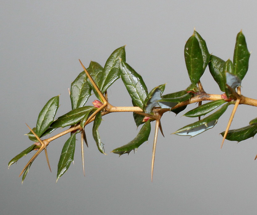 Image of Berberis candidula specimen.