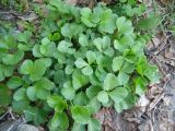 Ligusticum scoticum