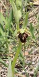 Ophrys mammosa подвид caucasica. Часть побега с цветком. Черноморское побережье Кавказа, Новороссийск, у мыса Шесхарис, приморский склон. 13 апреля 2013 г.