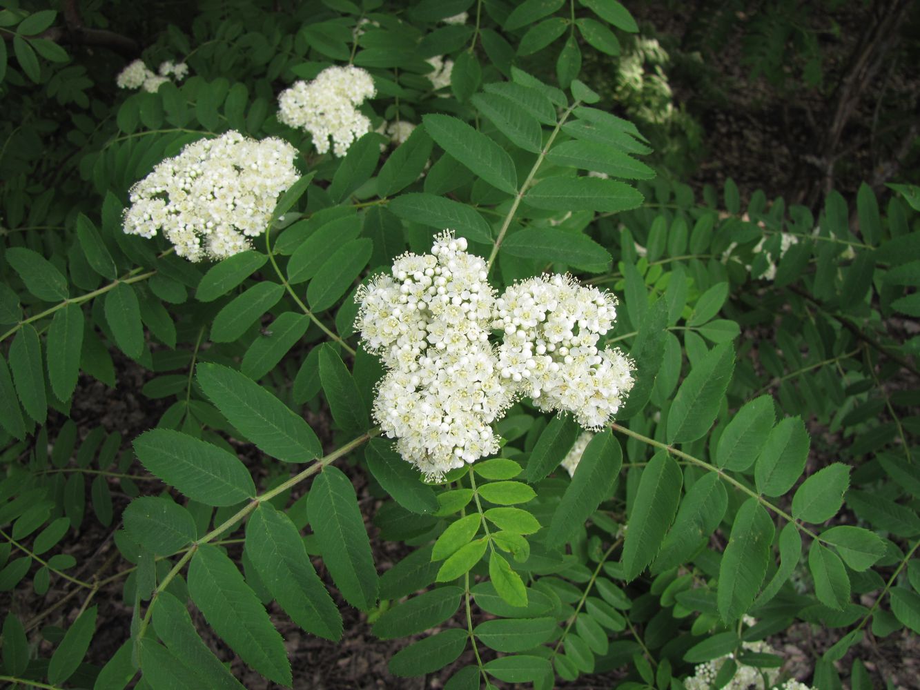 Image of Sorbus aucuparia specimen.