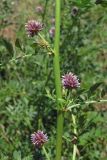 Glycyrrhiza echinata. Часть побега с соцветиями. Крым, Севастополь, ур. Максимова дача. 5 июня 2013 г.