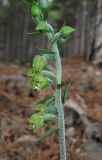 Epipactis microphylla