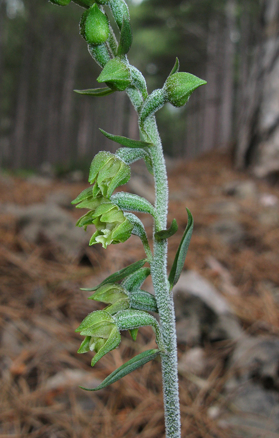 Изображение особи Epipactis microphylla.