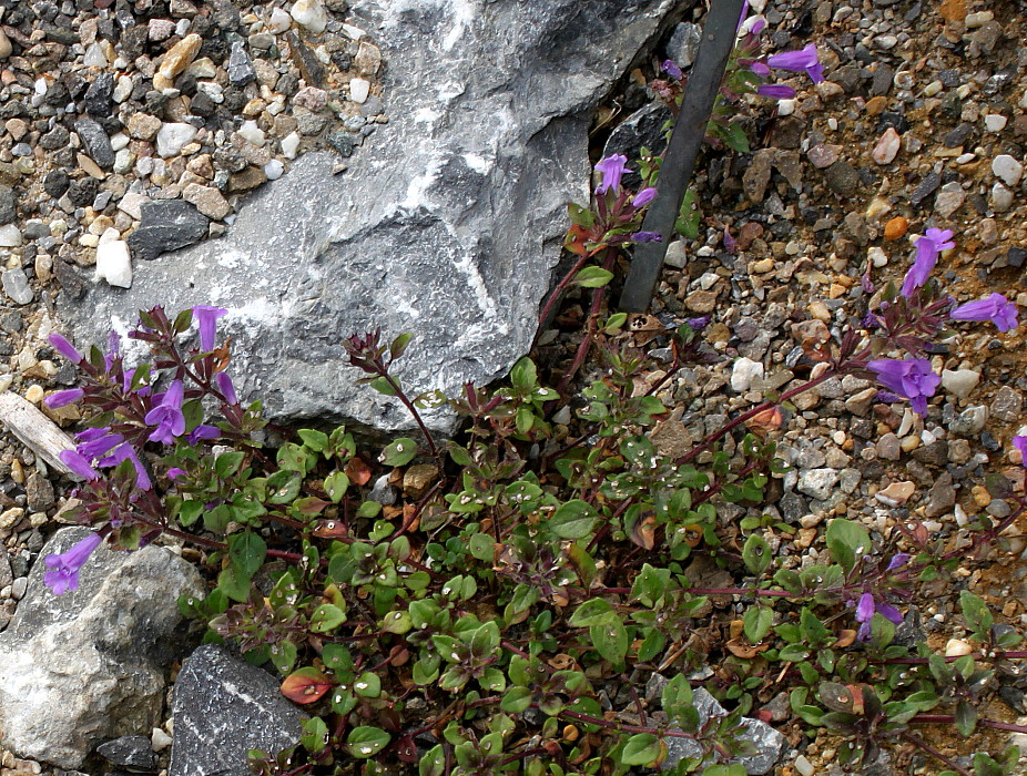 Image of Ziziphora alpicola specimen.