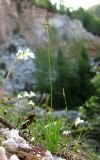 Carex alba. Плодоносящее растение. Архангельская обл., Пинежский р-н, восточные окр. Пинежского заповедника, обнажение горной породы на склоне в карстовом логу. 21.06.2013.