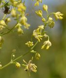 Thalictrum simplex