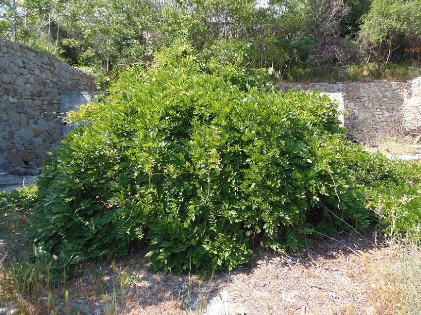 Image of Wisteria sinensis specimen.