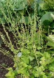 Tellima grandiflora