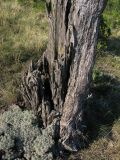 Juniperus excelsa. Нижняя часть ствола. Краснодарский край, окр. г. Новороссийск, мыс Шесхарис, дорога-серпантин на ПНБ \"Грушовая\". 20.07.2013.