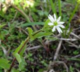 Myosoton aquaticum