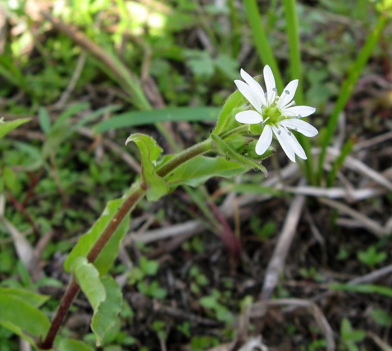 Изображение особи Myosoton aquaticum.