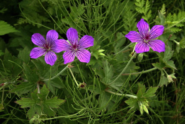 Изображение особи Geranium maximowiczii.